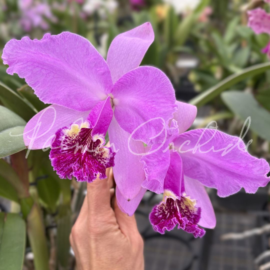 洋蘭原種カトレア ' C 洋蘭 lueddemanniana v. alba 'Virginia' rubra